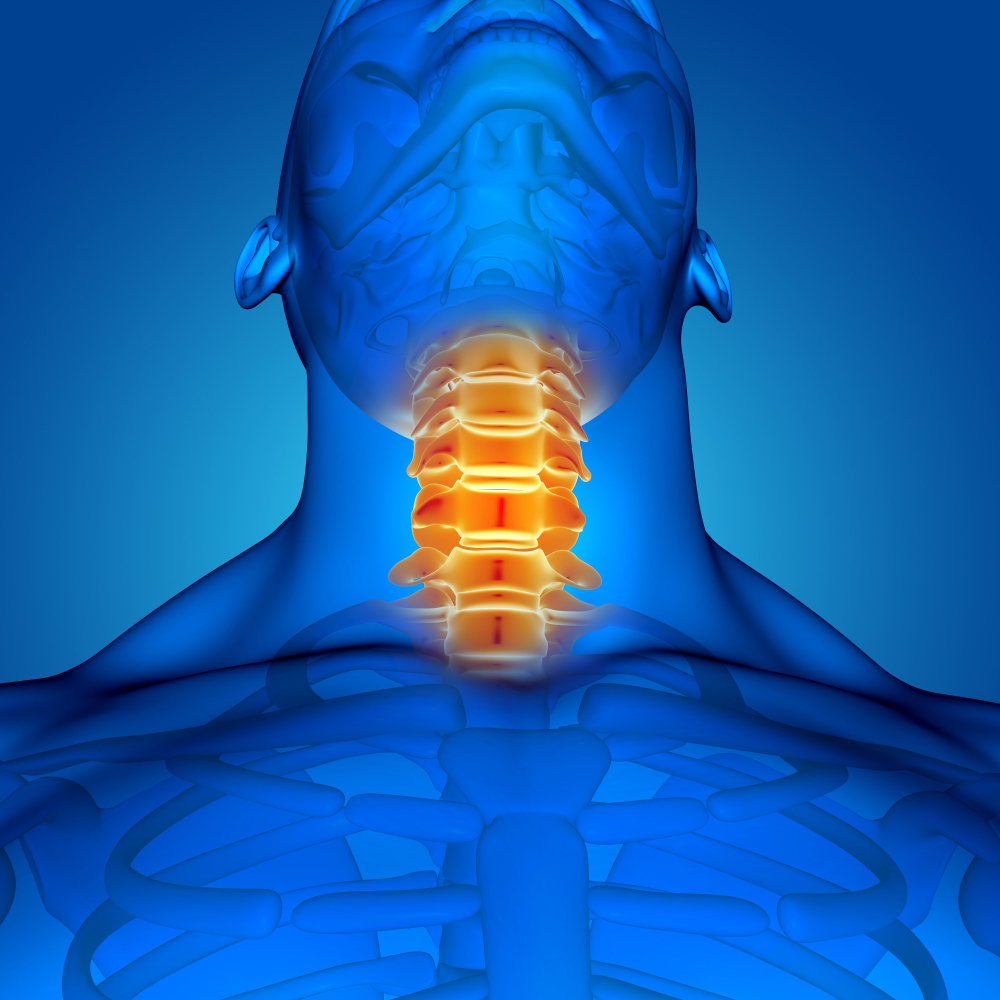 Clinical anatomical illustration of the thyroid gland and its role in hormone regulation for metabolism.
